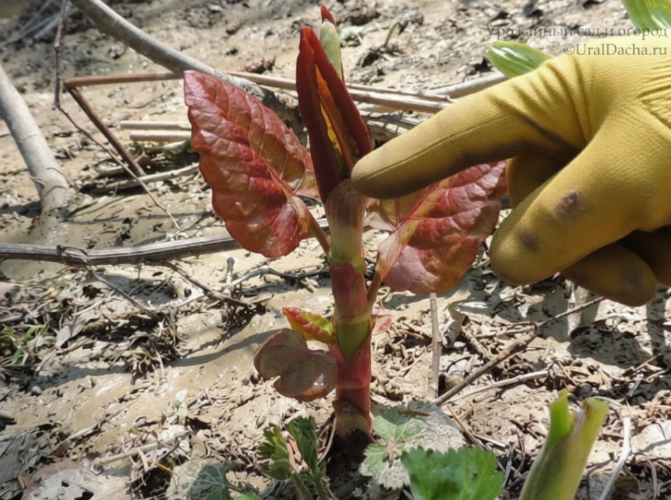 ������� ��� ������� � ��������� �����: ��� ���� ������ ���� ��������� ������� �� ������ ����