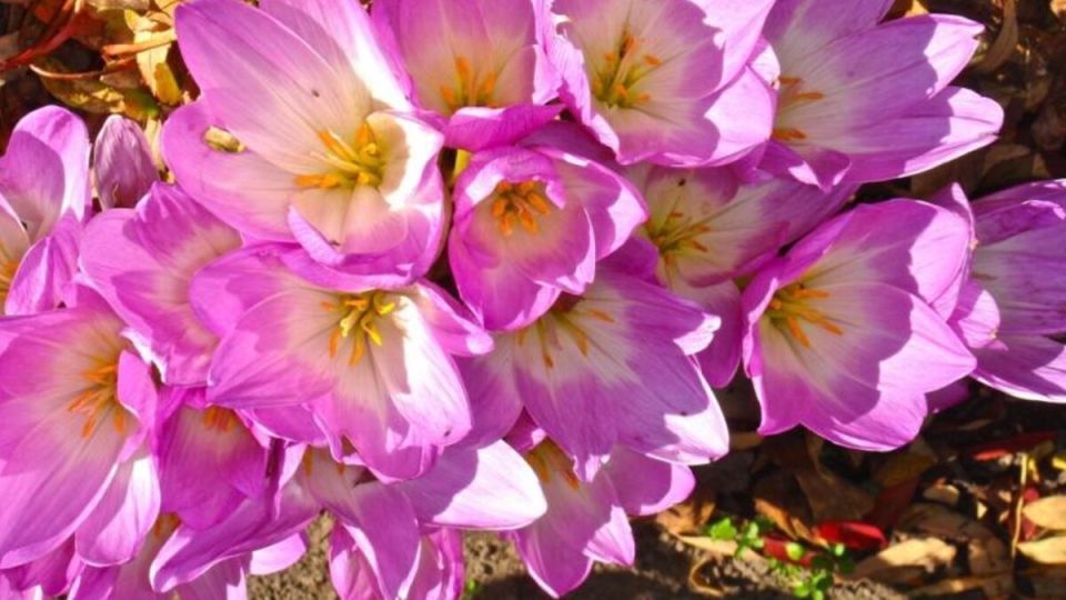 Безвременник: Очарование осени в вашем саду