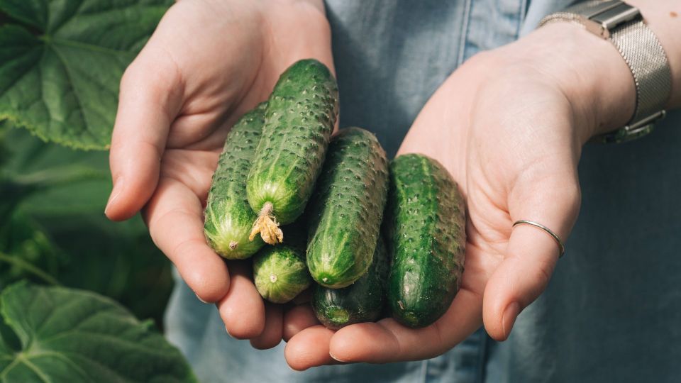 ������ �������� � ������������ ����� �����: ��� ��� �� ������ ����� �������