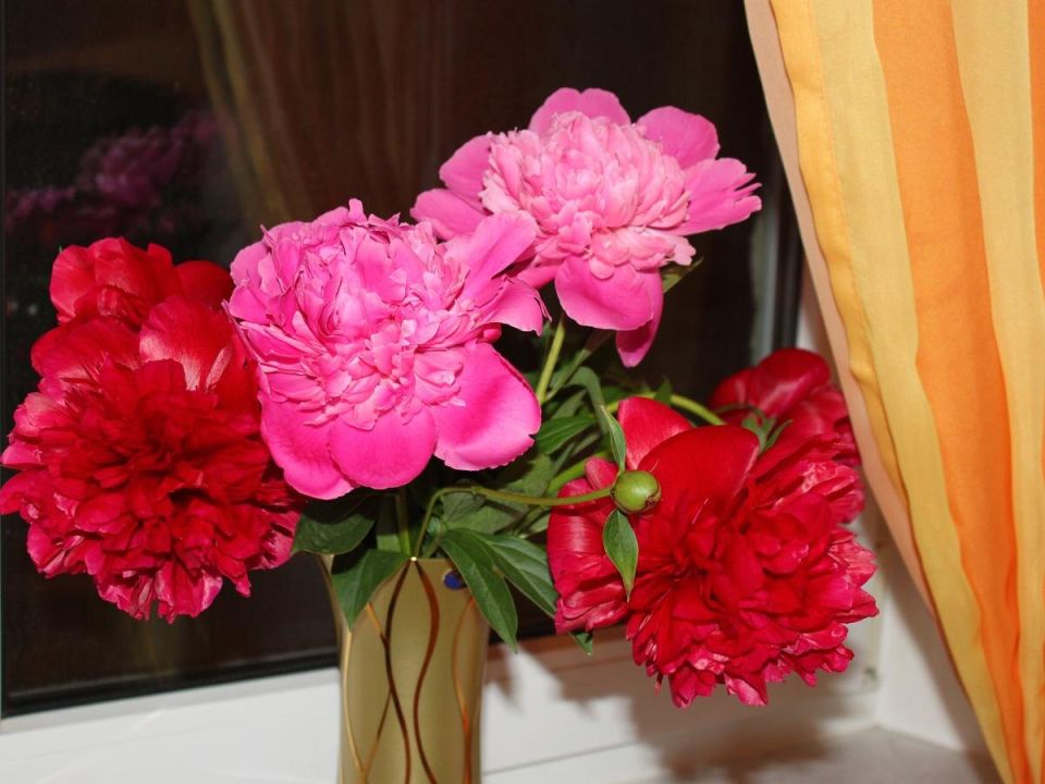 Как вернуть к жизни увядшие цветы с помощью простых ингредиентов