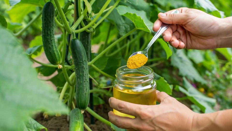 От желтых листьев к ярким грядкам: как аптечный раствор спасает ваши растения