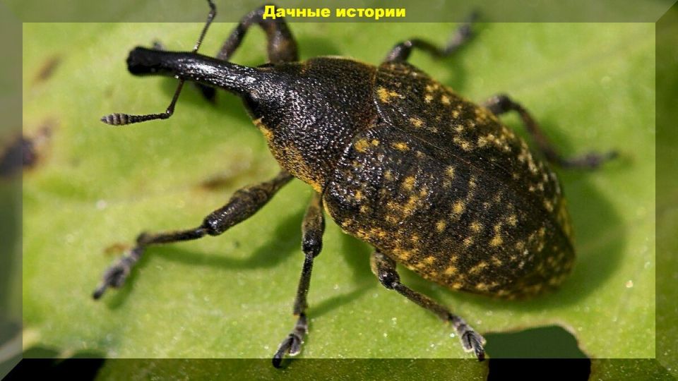 Эффективная защита клубники от долгоносика во время цветения