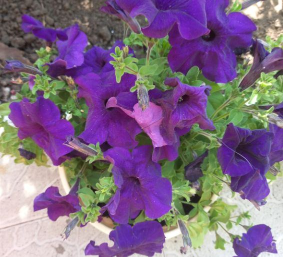 Как защитить ваши цветы: основные враги петуний и как с ними бороться