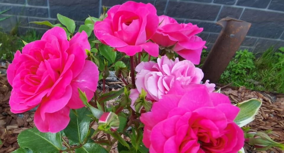 ��� ����������� ���� ���� � ������� ������������ ��������