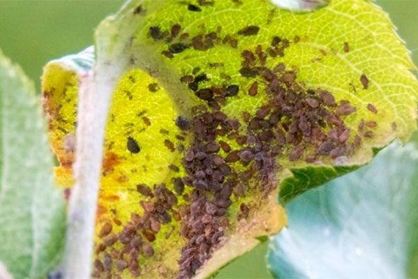 ��� �������� ��� �� �����: ����������� ������ � ������