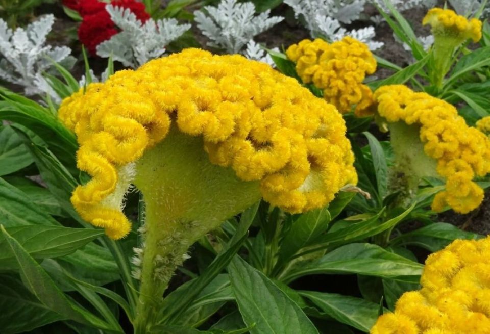 �������: ������, ������� ����������� ������