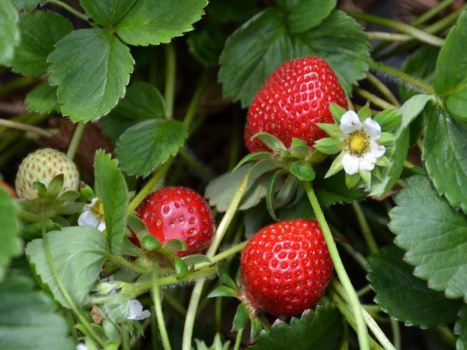 ������� ����������� ��������: ��� �������� ������� ������