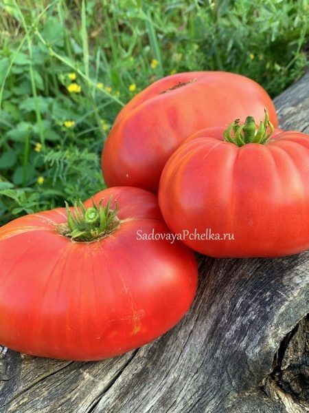 ����� ���� �������: ���������� ���� ��� ��������� ��������