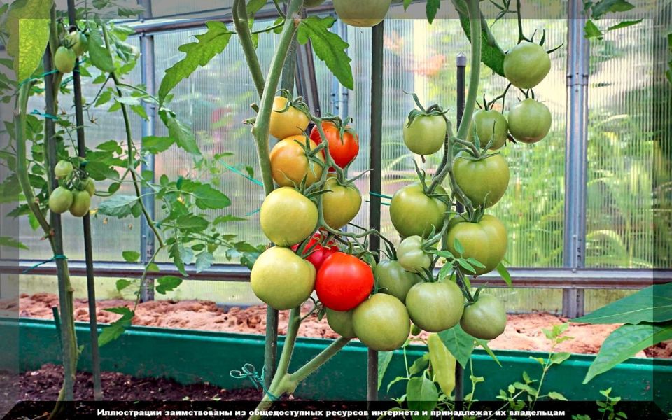 ������� ��������� ������� ��� �������� ������: ����� � ��� ��������� ��������