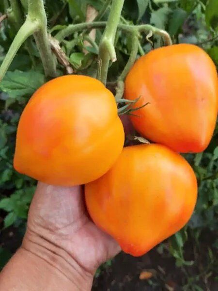 ����� ������� ���� ���������: ������������ ����� � ���������� ����