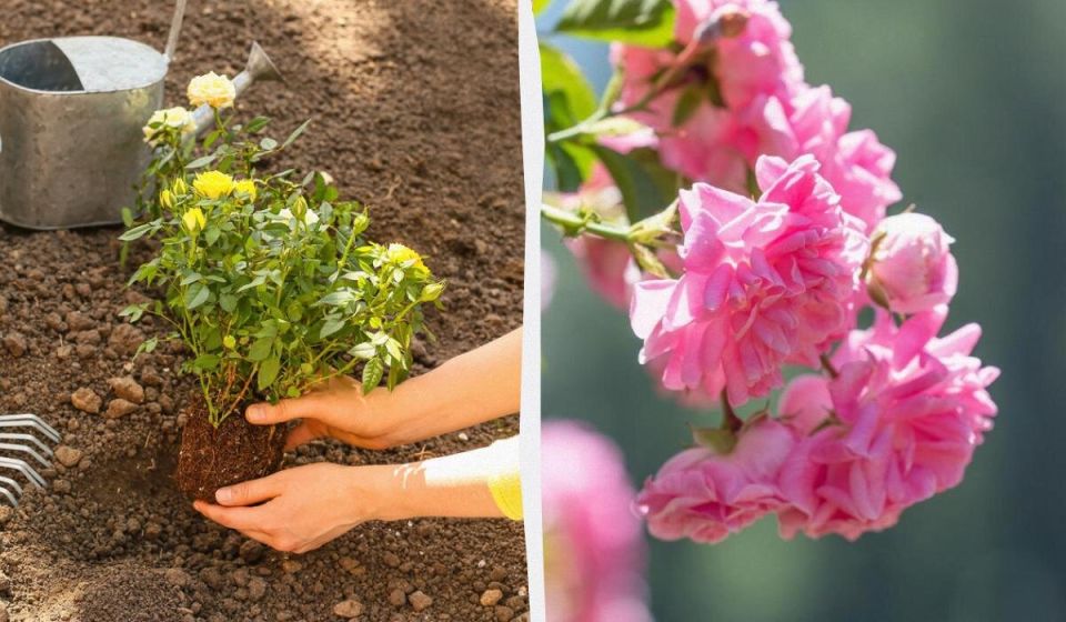 �������� ����������: ������� �������� ������� ���