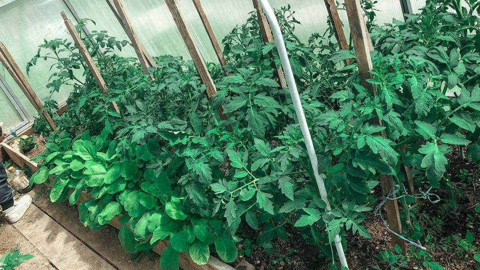 ��� �������� �������� ������ �������: ������� ������ �������� ��������