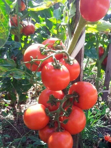 Томат Санек: идеальный выбор для раннего урожая