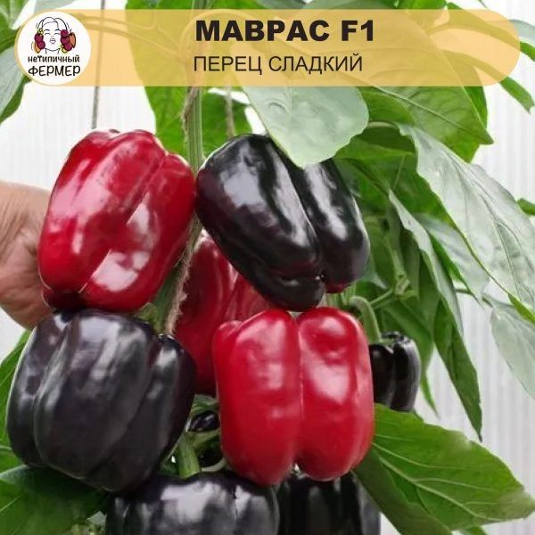 ���������� ����� ������: ������ �� ������ ���� � ����� ����