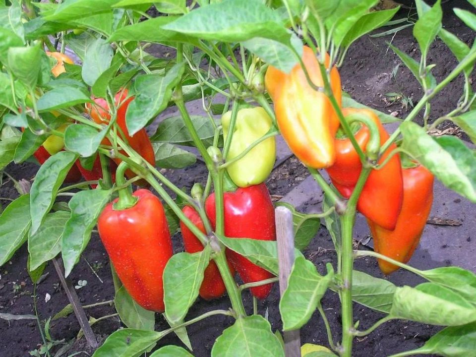 Секреты успешного выращивания перцев в июле: что нужно знать