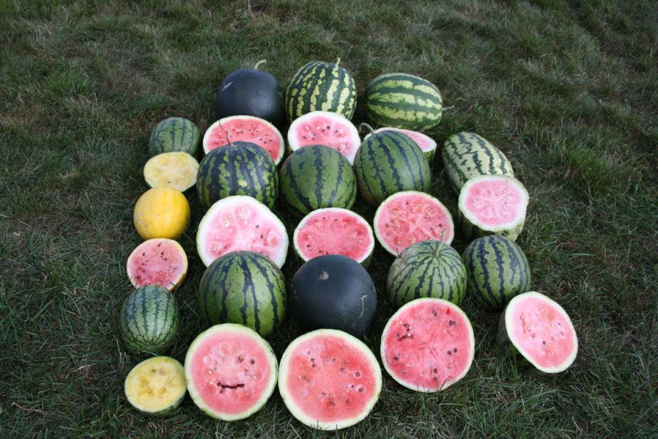 ��� ��������� �� �������� � ������ � �������: ������� ��������� ������