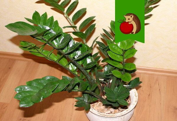 ��� ��������� ��������� �� ��������������: �������� ������