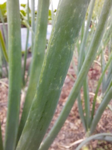 ��� ���������� � ��������� ����: ������� ������ � ��������������