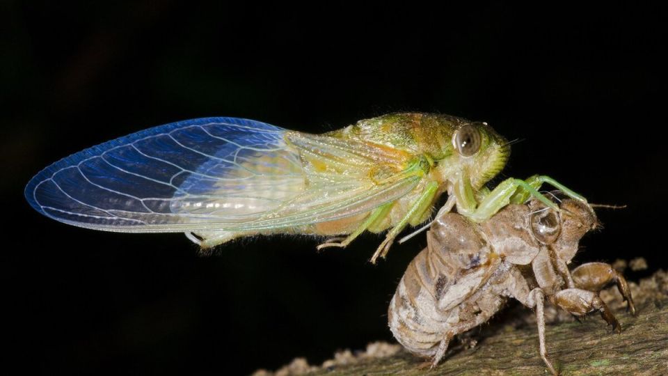 ��� �������� ��������� �� �����: �������� � ������