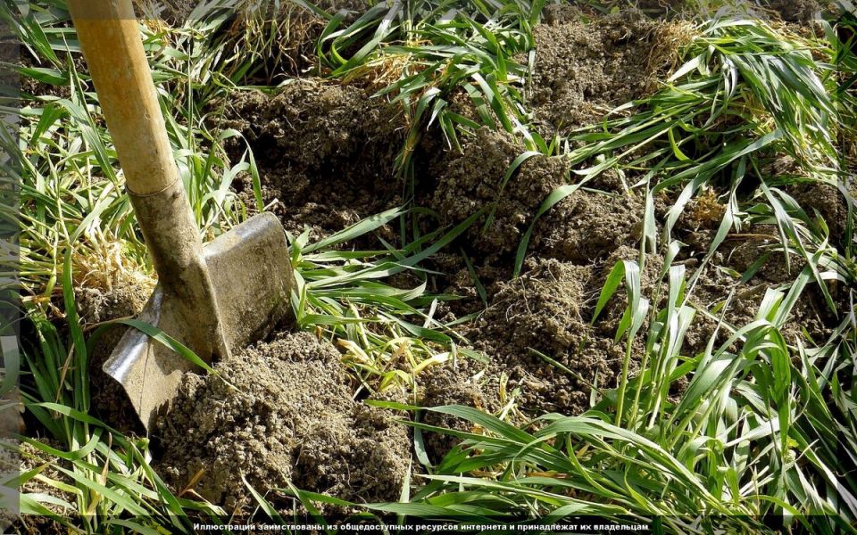 Как выбрать идеальные сидераты для вашего огорода