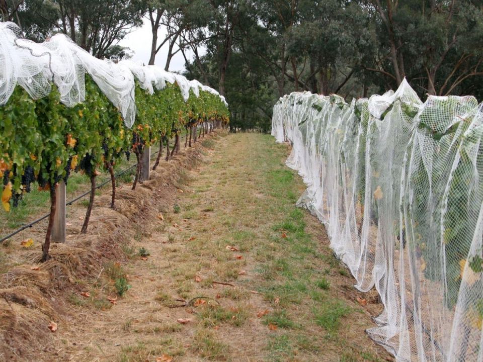 Эффективные методы защиты винограда от солнечных ожогов