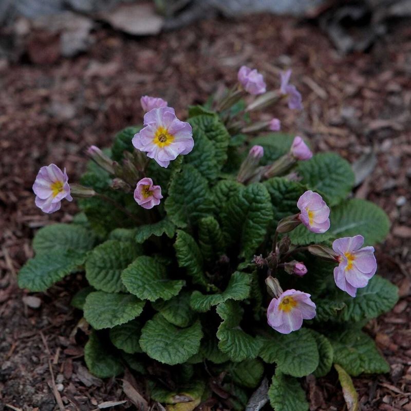 ��������� �������� ������� ����: �� ������ ������� �� ����������� ������