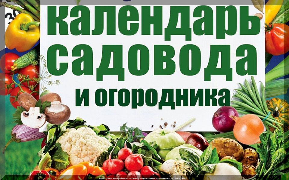 Сезонные секреты урожая: как правильно планировать посадки на даче