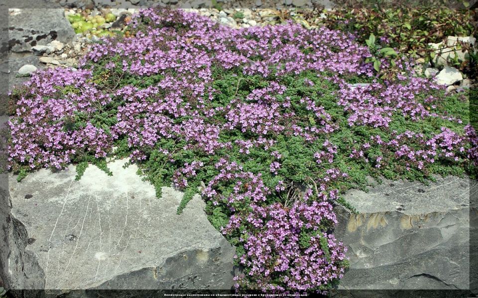 ���������� ������������ ��� �������: 20 ������ ��������� � ����������� ������