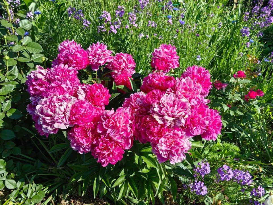 Пионы: как подготовить растения к следующему сезону