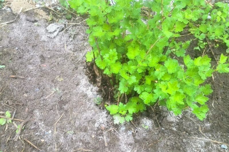 Эффективная защита крыжовника от болезней с помощью древесной золы