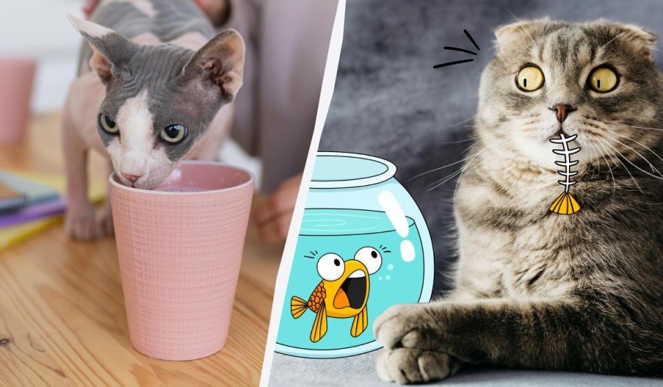 Продукты, которые опасно давать котам: стоим на страже здоровья