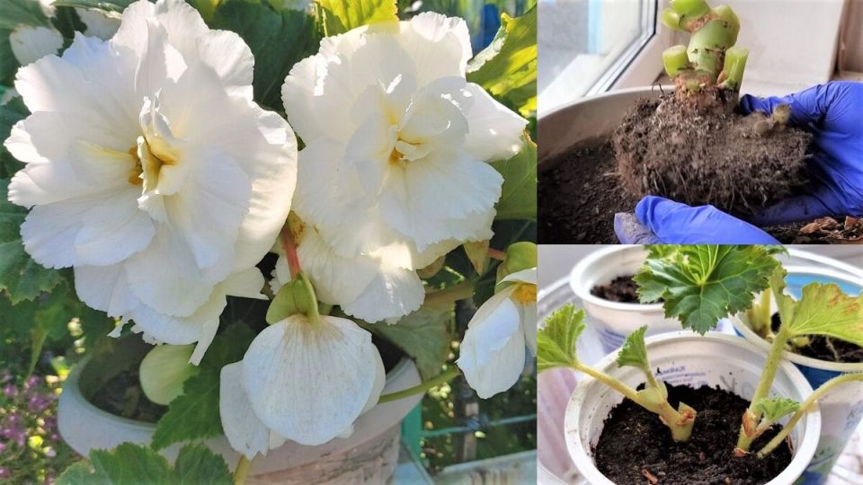 Секреты ухода за клубневой бегонией: зимовка и размножение черенками