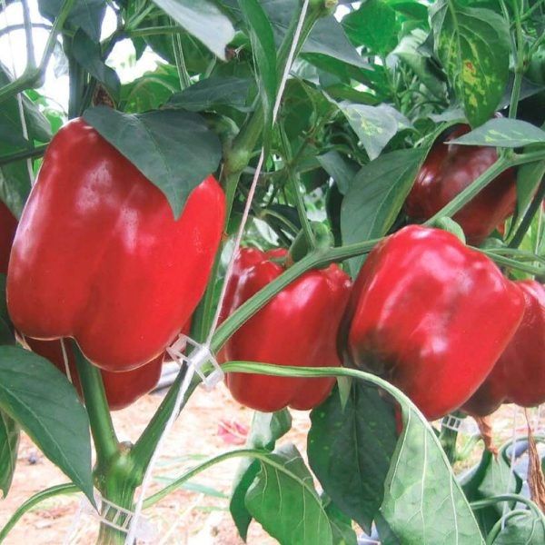 Перец Соломон-Агро: ранний и сильнорослый сорт с кубовидными плодами