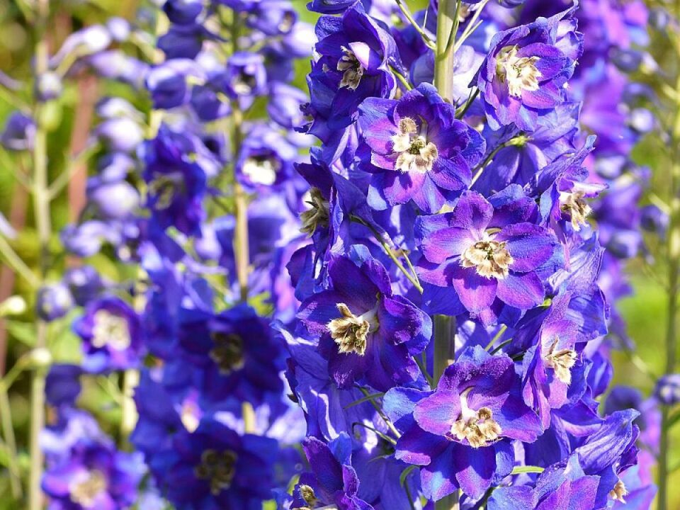 Уход за дельфиниумами: секреты повторного цветения