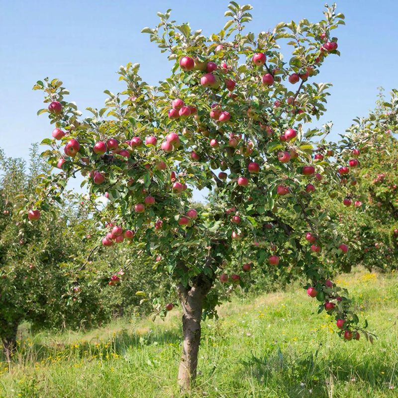 ��� ��������� �������� ������ ��� ������� ������