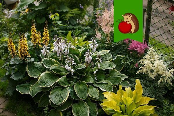 Цветы для тени: 5 замечательных растений, которые порадуют вас даже в полумраке